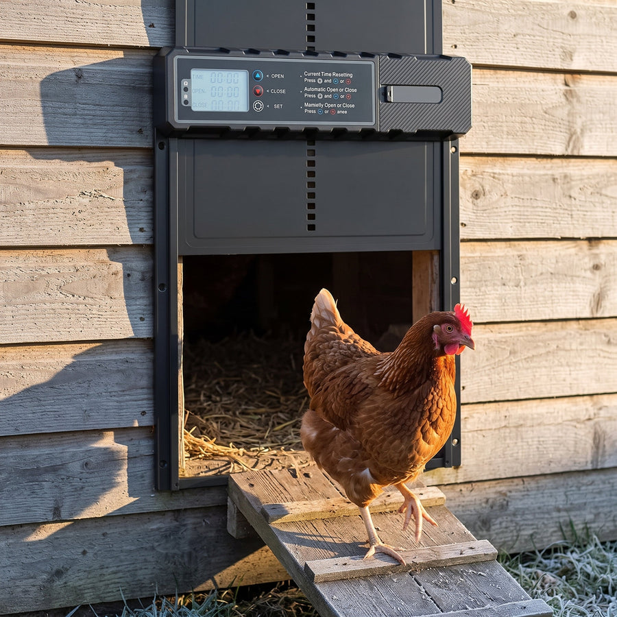 Poule brune descendant la rampe par la trappe ouverte du portier automatique, un matin de gel