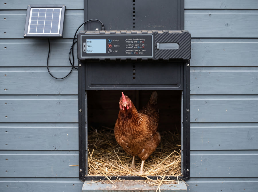 Poule regardant dehors par la trappe ouverte du portier automatique, panneau solaire fixé sur la paroi au-dessus